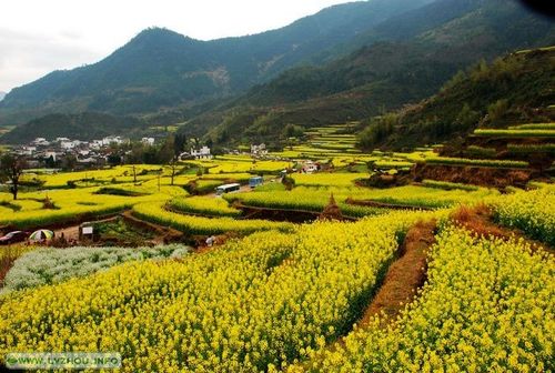 秀美江西&mdash;&mdash;2011年4月2-6日 婺源-三清山休闲观光活动[第2期](已爆满